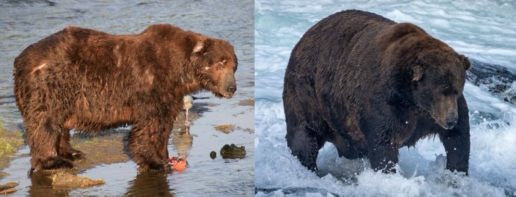 2019 год медведя