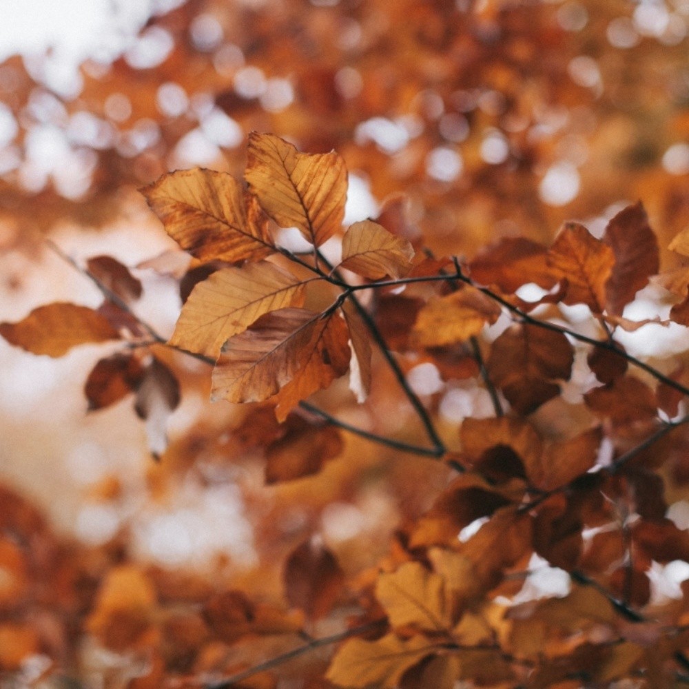 ¿qué Significa El Equinoccio De Otoño Y Por Qué Es Importante 