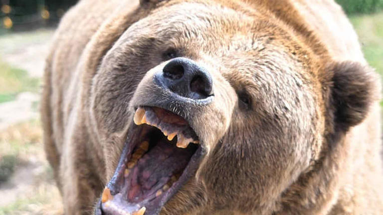 Tragedia en un Parque Nacional de Canadá: un oso mata a una pareja y a su perro y es sacrificado AA1hA3BT