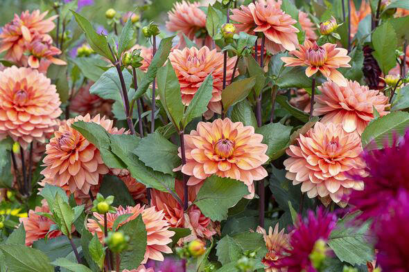 When to dig up dahlia tubers and how to store them
