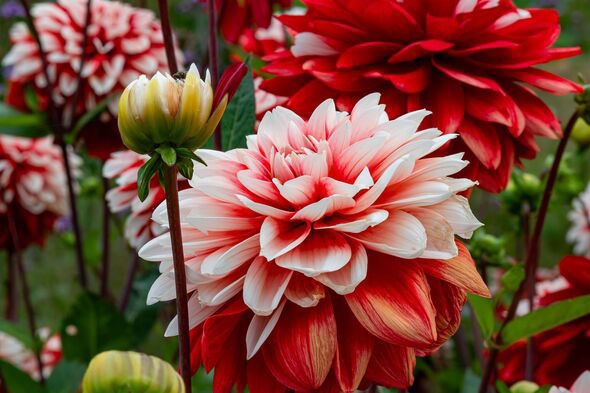 When to dig up dahlia tubers and how to store them