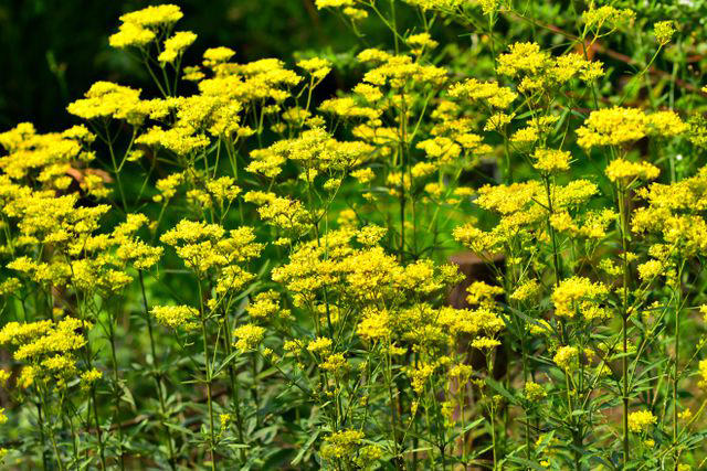 14 Underrated Plants That Will Add an Element of Surprise to Your Garden