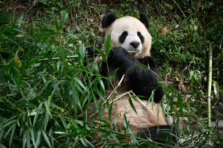 Lead author Kristine Gandia says accounting for overnight behaviour, sleeping sites and sleep quality could help improve giant panda welfare because zoos could provide appropriate resources. Photo: Xinhua