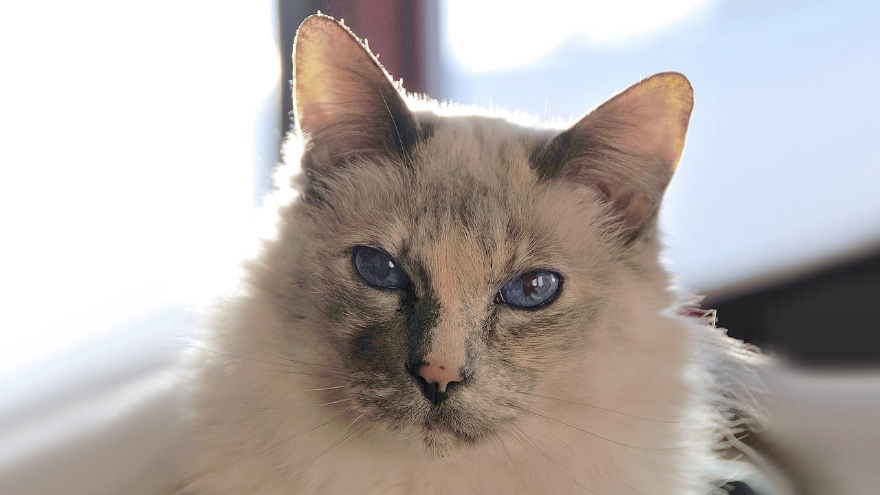 <p><span>Balinese cats are known for their sleek, hypoallergenic coats and friendly personalities. While they’re a long-haired breed, they produce fewer allergenic proteins. This kitty is known for its affectionate and friendly nature, often forming strong bonds with human companions.</span></p>