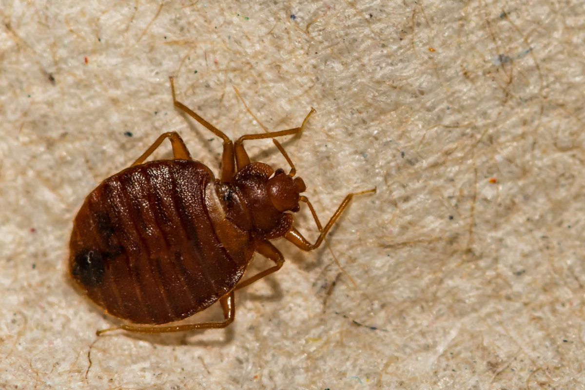 Widespread Bedbug Infestation Wreaks Havoc on Paris—Could It Happen Here?