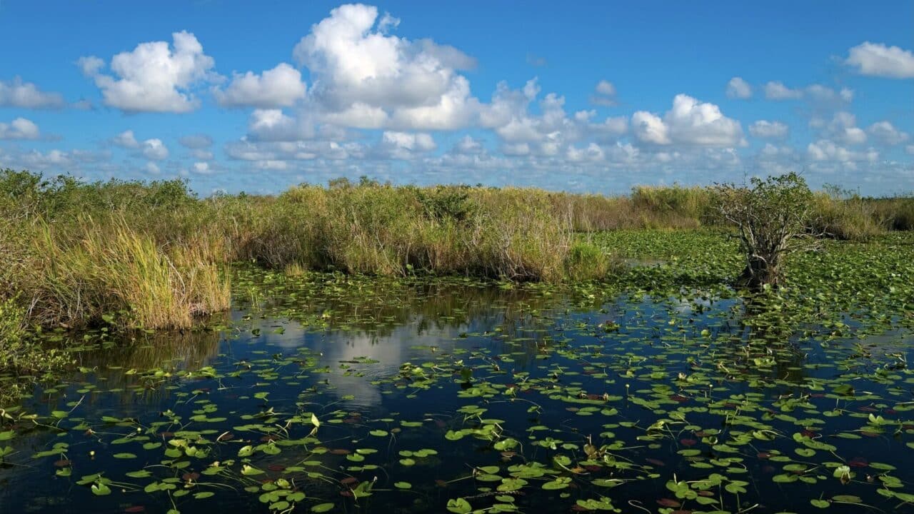 <h3>Biscayne National Park – Miami, Key Biscayne and Homestead</h3><p>Biscayne National Park is a water lover’s dream off the coast of Miami. Boat, paddle, or fish in the gorgeous waters. If you snorkel or dive, follow the underwater Biscayne Maritime Heritage Trail to view scattered shipwrecks.</p><h3>Dry Tortugas National Park – Key West</h3><p>Snorkel in these crystal-clear waters to get amazing views of marine life! Swimming and paddling are also encouraged. Check out Fort Jefferson on Garden Key if you’re a history lover. It’s one of the country’s largest 19th-century forts. </p><h3>Everglades National Park – Miami, Naples, and Homestead</h3><p>As the third-largest park in the contiguous 48 states, there is plenty of room to roam. Rent paddling equipment or take a guided boat tour of a fraction of the 1.5 million acres of wetland. If you’re lucky, you’ll see a manatee, an American crocodile, or even the rarely-sighted Florida panther!</p>