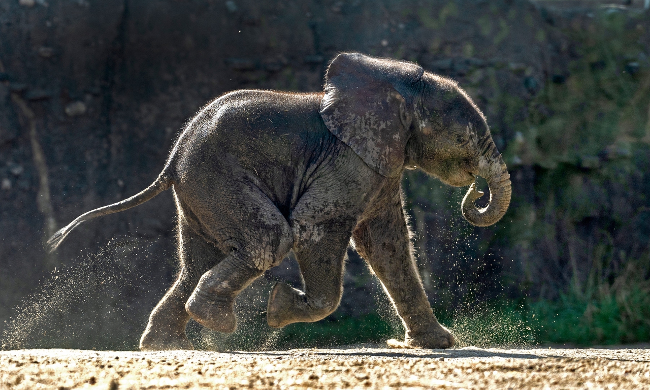 Baby elephant runs, rolls in dirt, hangs out with mom at Indianapolis Zoo