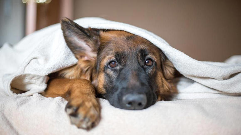 Tramadol For Dogs: Safe Dosages And Uses