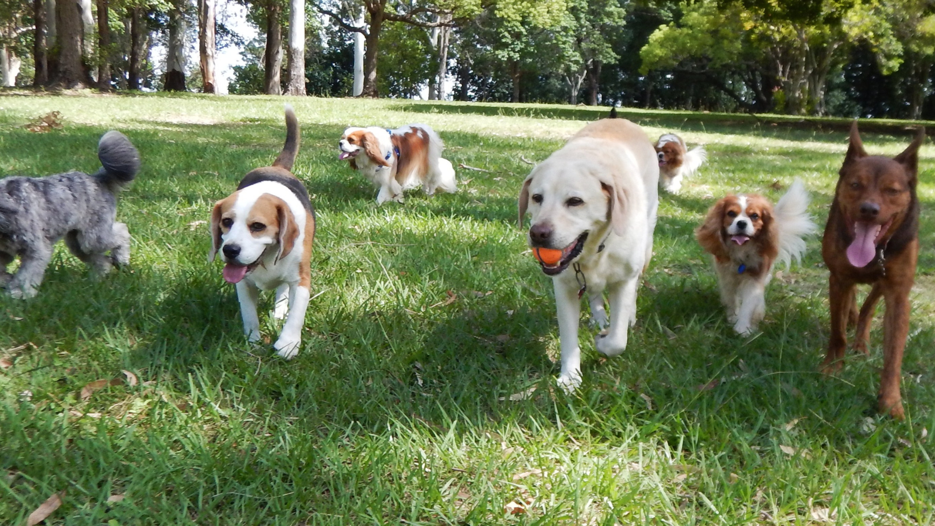 9 группа собак. Собака в парке. Группы собак. Город собак. Социализация собаки в городе.