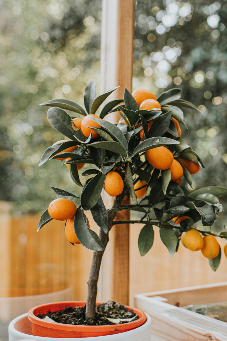 How To Tell If Your Citrus Tree Is Root Bound