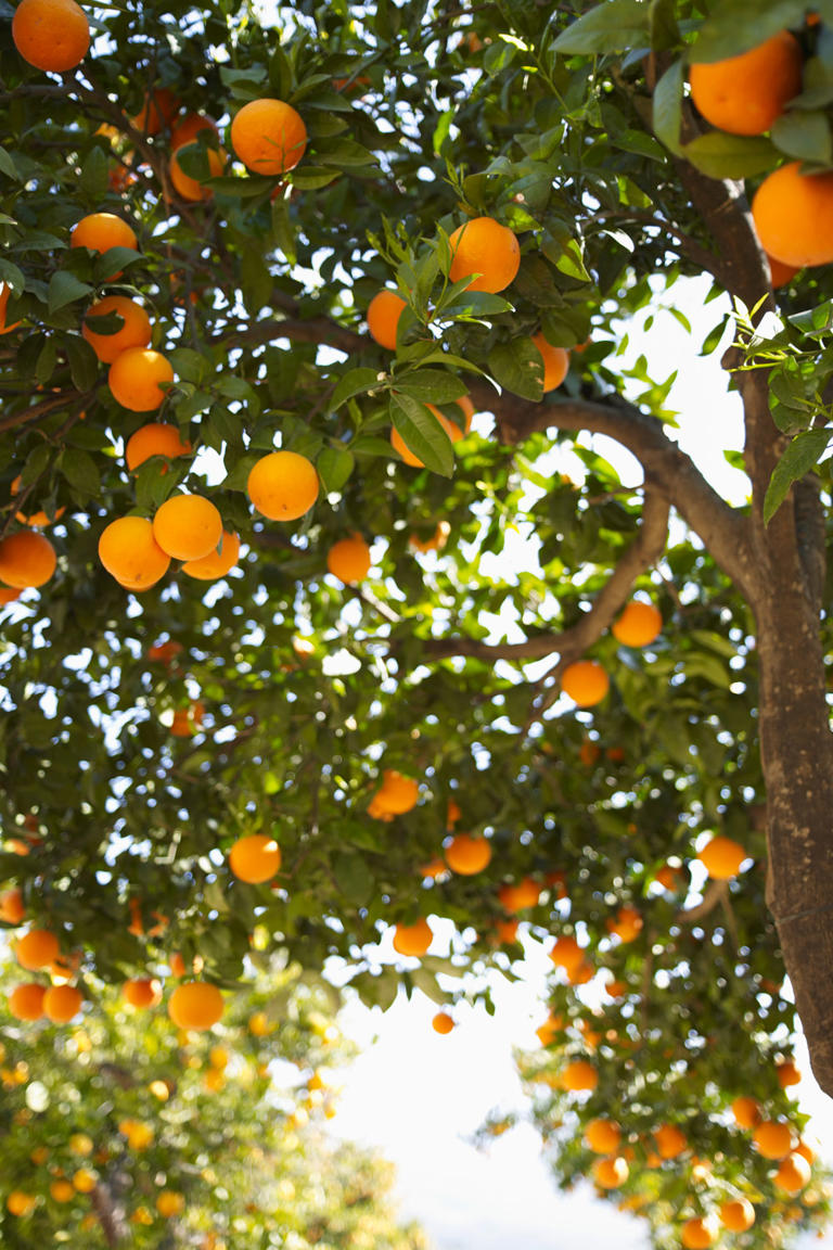 How to tell if your citrus tree is root bound