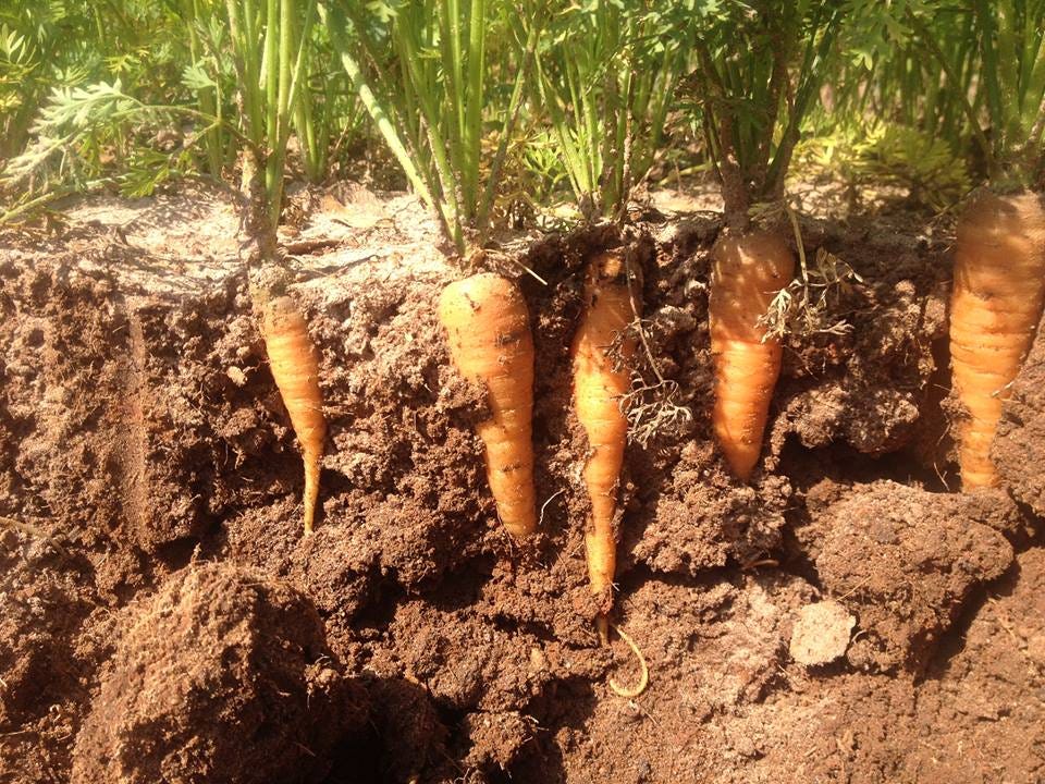 Морковь какая почва. Морковь в земле. Морковь в огороде. Морковь посевная корень. Морковь растет на грядке.
