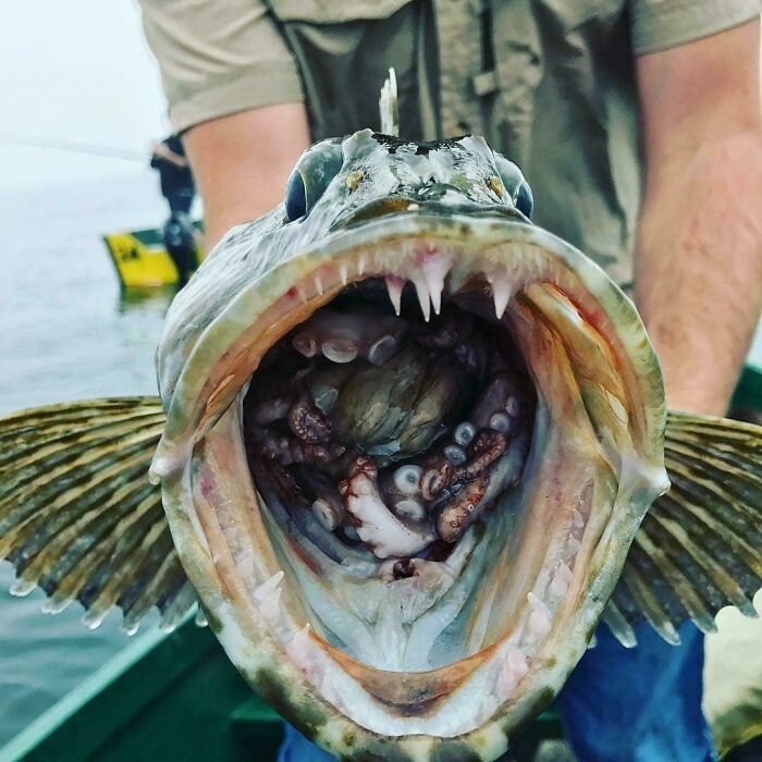 22 Sharks With Human Teeth Pictures That Are Just Ridiculous