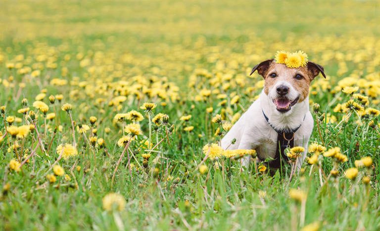 Some dogs are allergic to pollen, but Benadryl may alleviate their symptoms.