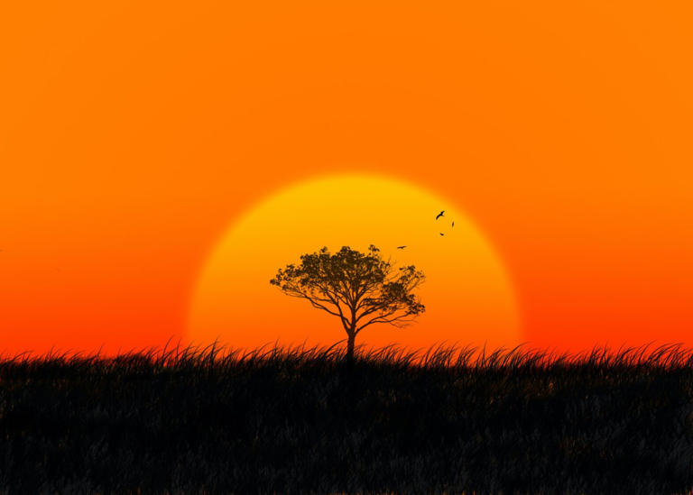 Check out our list of the safest countries in Africa and their best features. Pictured: the African sunset against a tree in the distance.