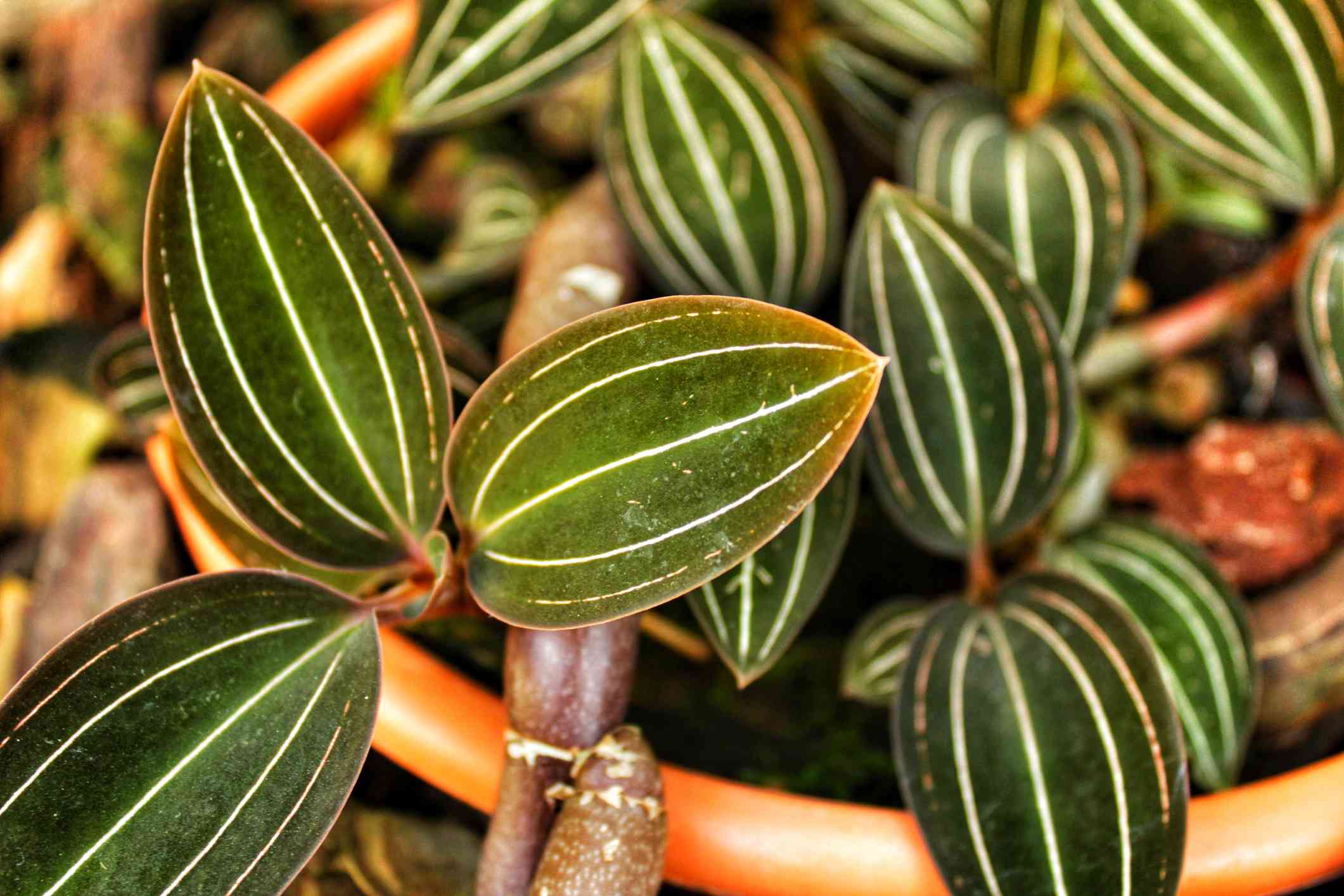Everything You Need to Know About Growing Jewel Orchids, According to a Pro