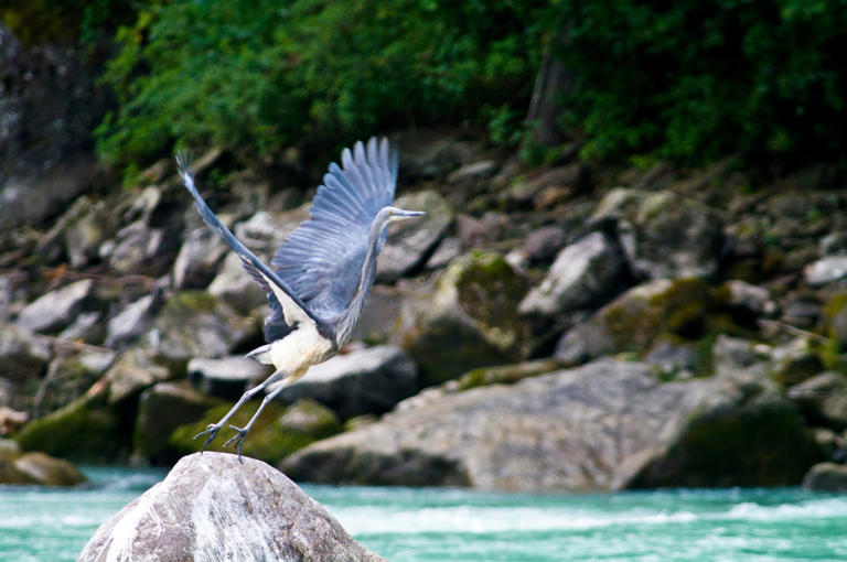 Birdwatchers from all over the world travel to Bhutan because of its diversity of wildlife. Getty Images