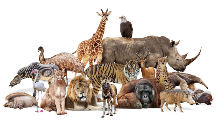 How many animals have ever existed on Earth?