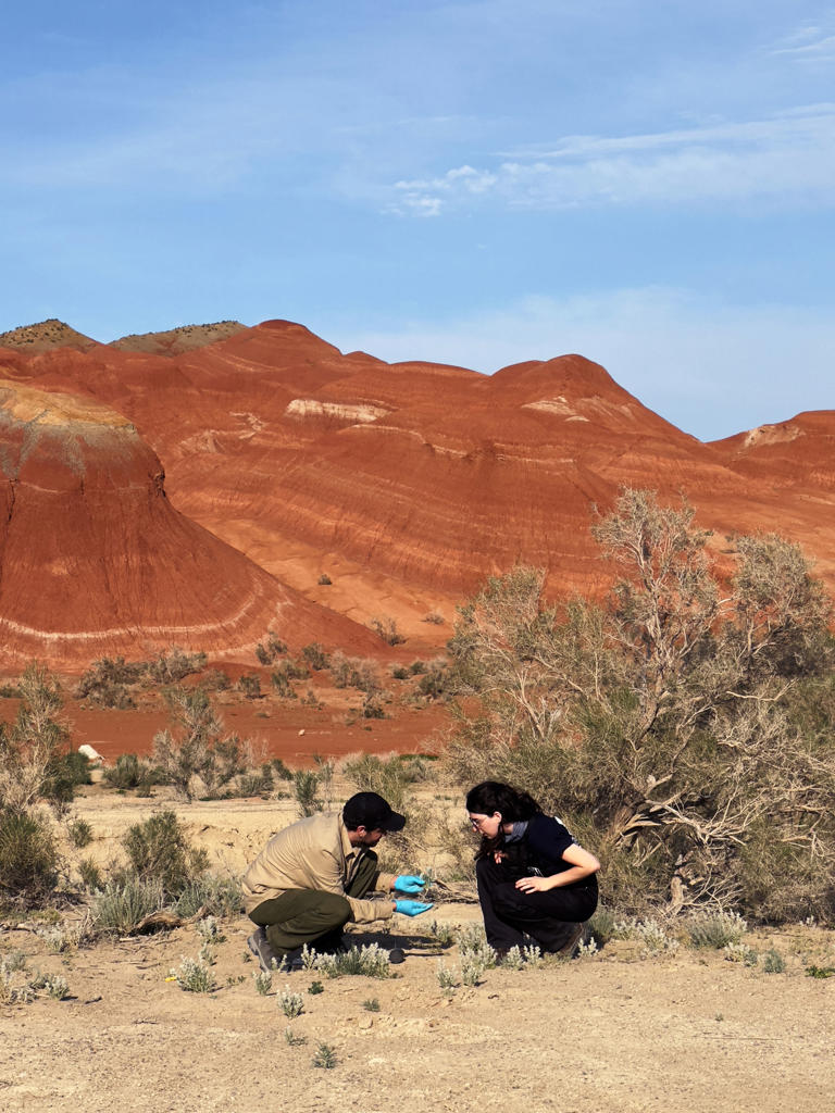 Bethan Manley and Stewart inspect the root system architecture of drought-adapted plants in the Aktau Mountains. The Chinese border is approximately 50 kilometers east, behind the mountains. (Photo by Genevieve Stephens/Justin Stewart)