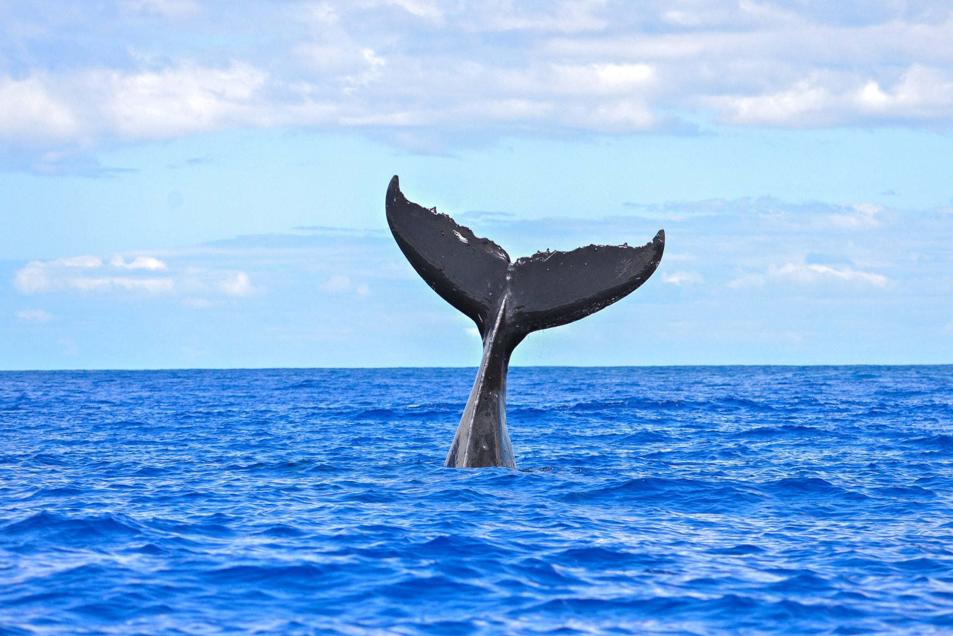 Whales: Why we love and need them