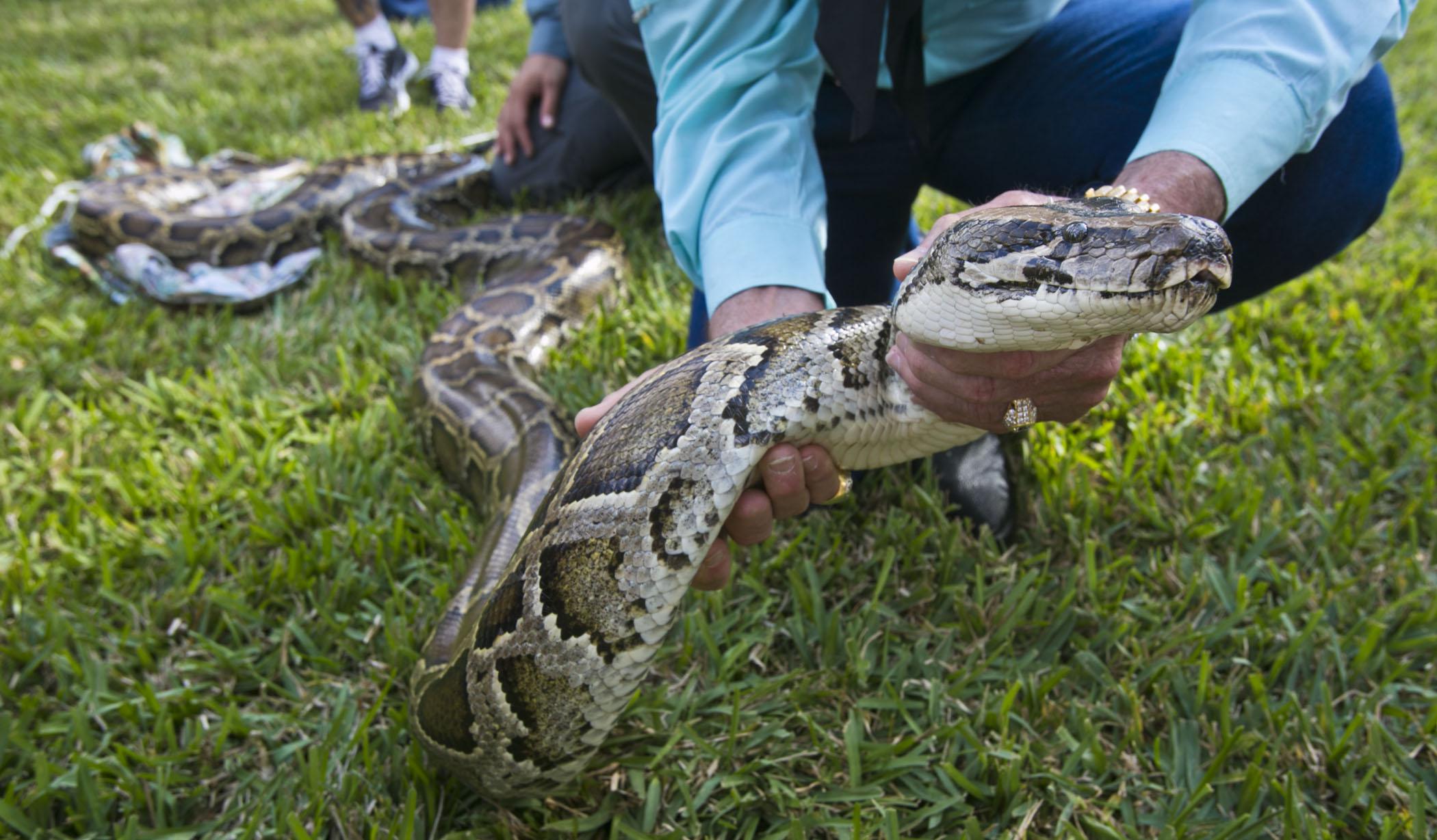 Everything to know Florida Python - AA1hSGZz.img