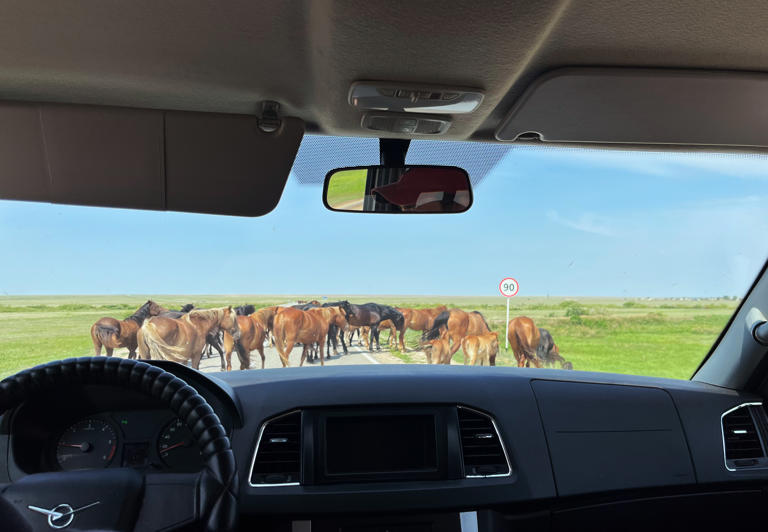 Livestock block the road on the way to Kostanay.