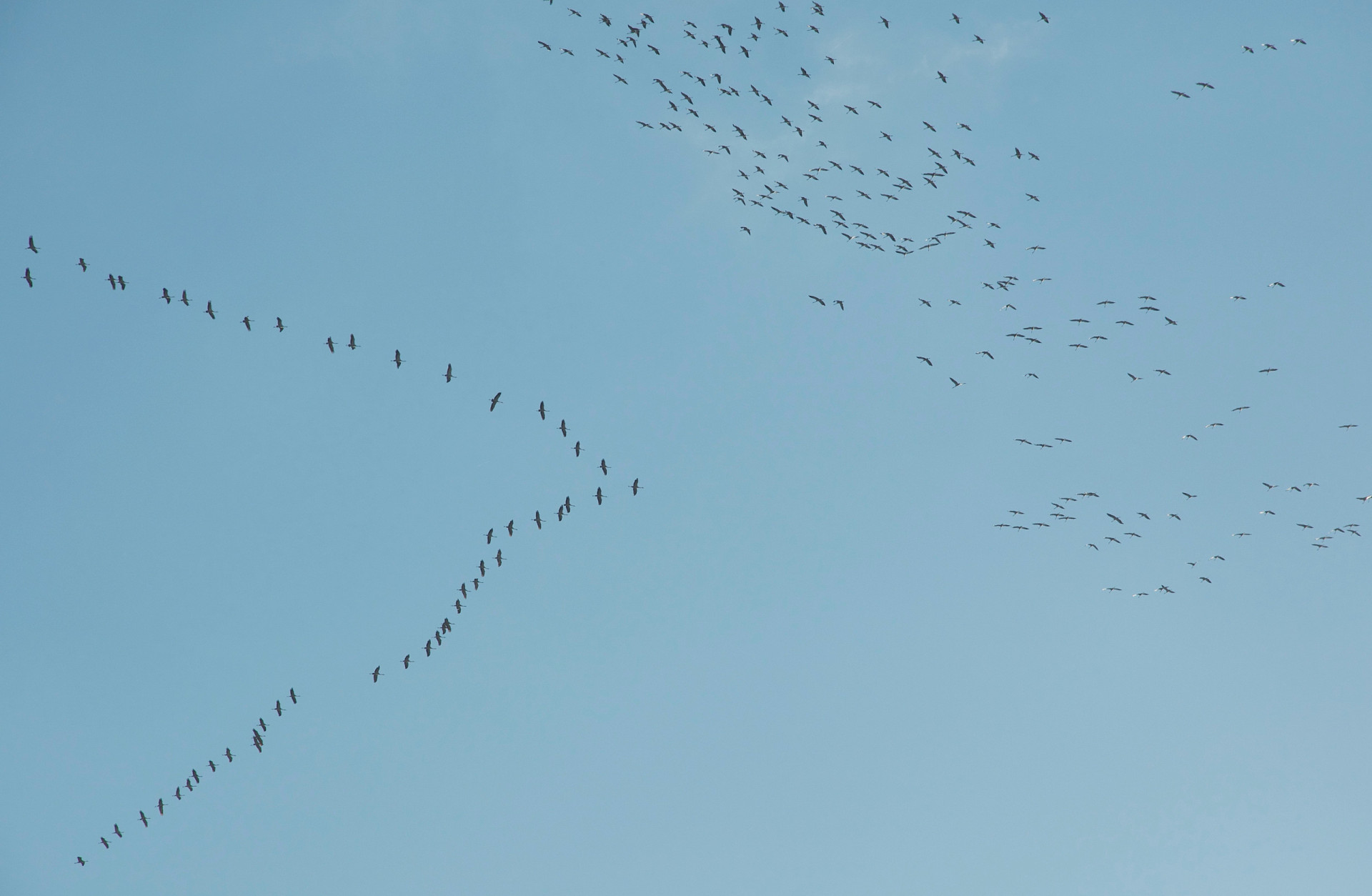 Surprisingly useful lessons we can learn from flocks of birds