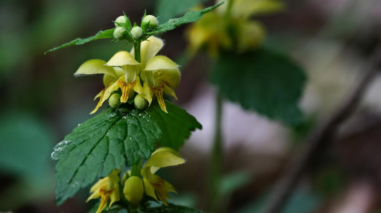 Don't Mistake These Deceiving Invasive Weeds For Flowers