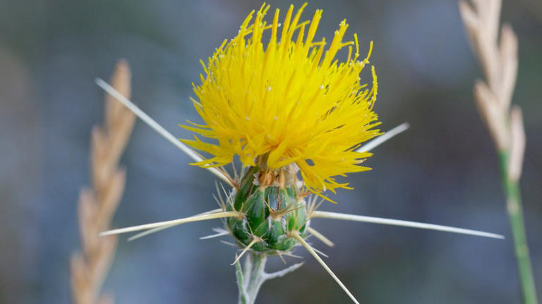 Don't Mistake These Deceiving Invasive Weeds For Flowers