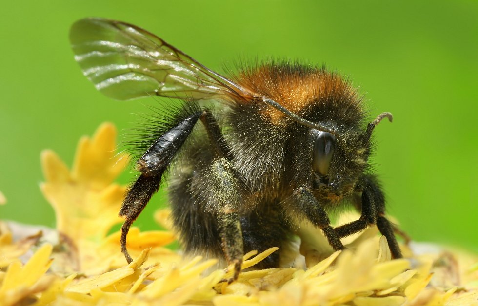 čmeláci a včely mají vlastnosti podobné lidem. řeší hlavolamy i udržují tradice