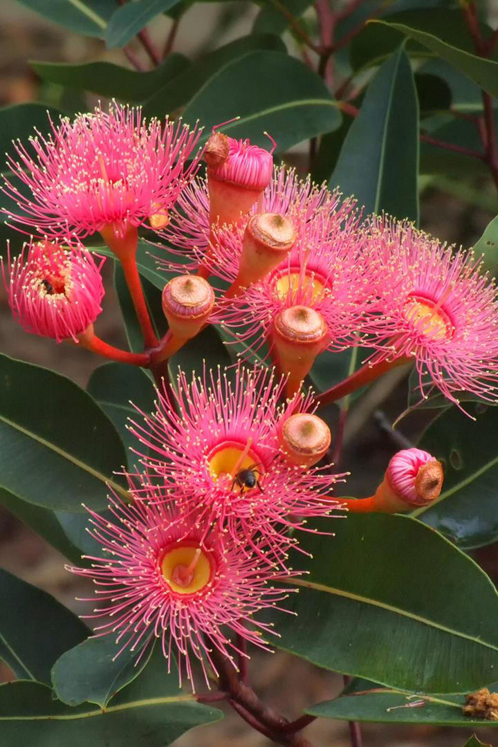 Red-flowering gums: a plant guide on how to grow