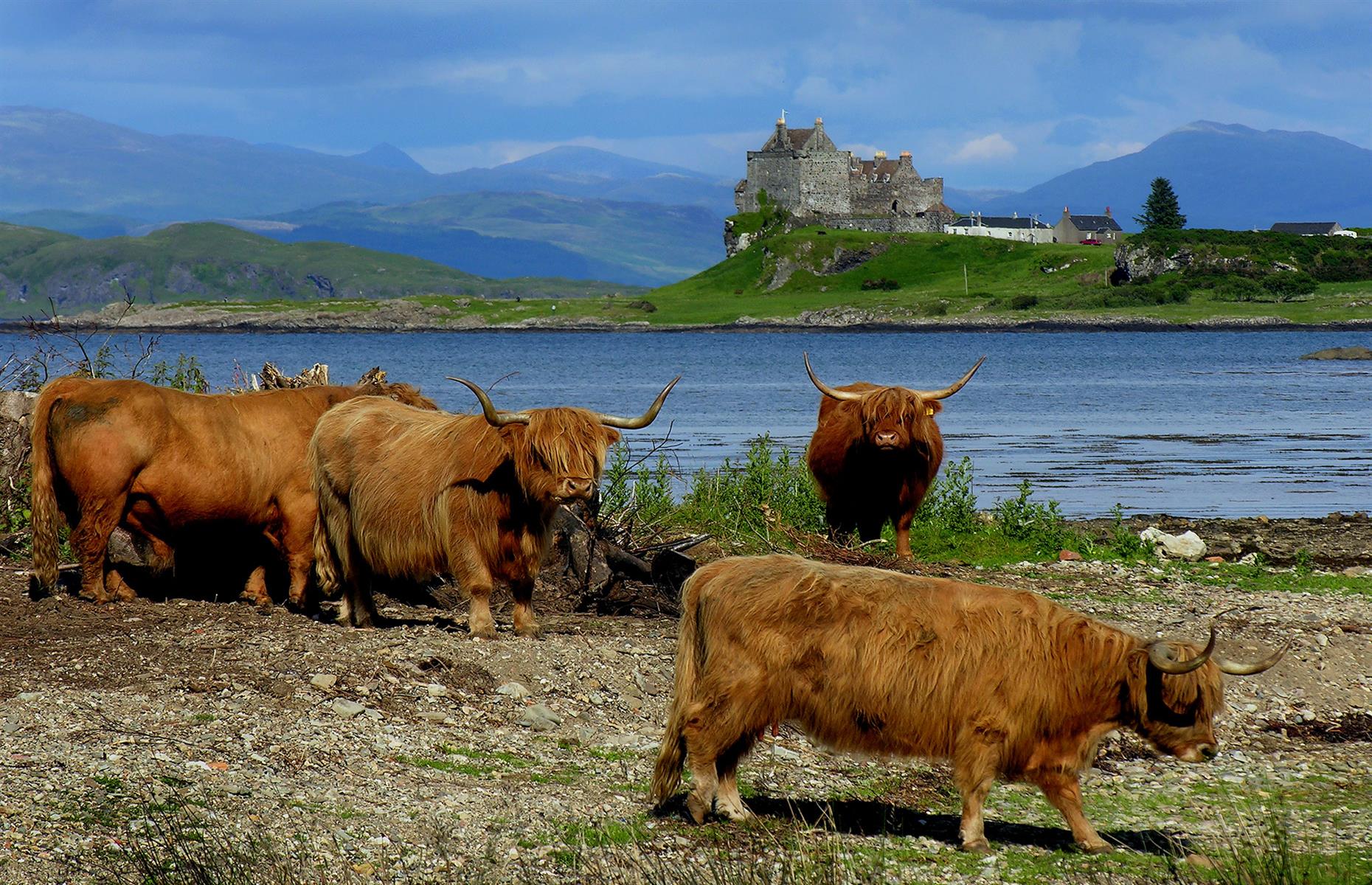 <p>Today, you are more likely to see wandering Highland coos here that clan warriors or Viking invaders, but Duart was once the scene of much turbulence and unrest and played a key part in the old Lordship of the Isles. In fact, if its curtain walls could talk, there would be many tales to be told. </p>
