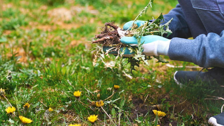 Don't Mistake These Deceiving Invasive Weeds For Flowers