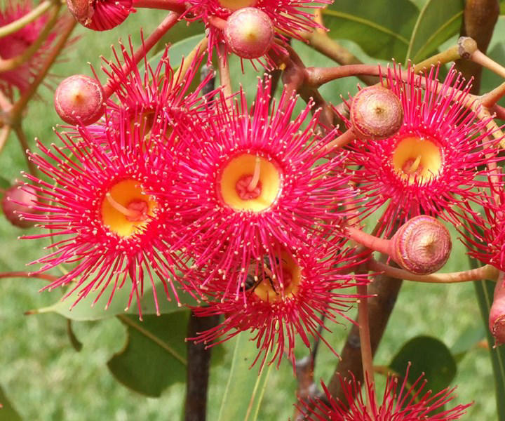 Red-flowering gums: a plant guide on how to grow