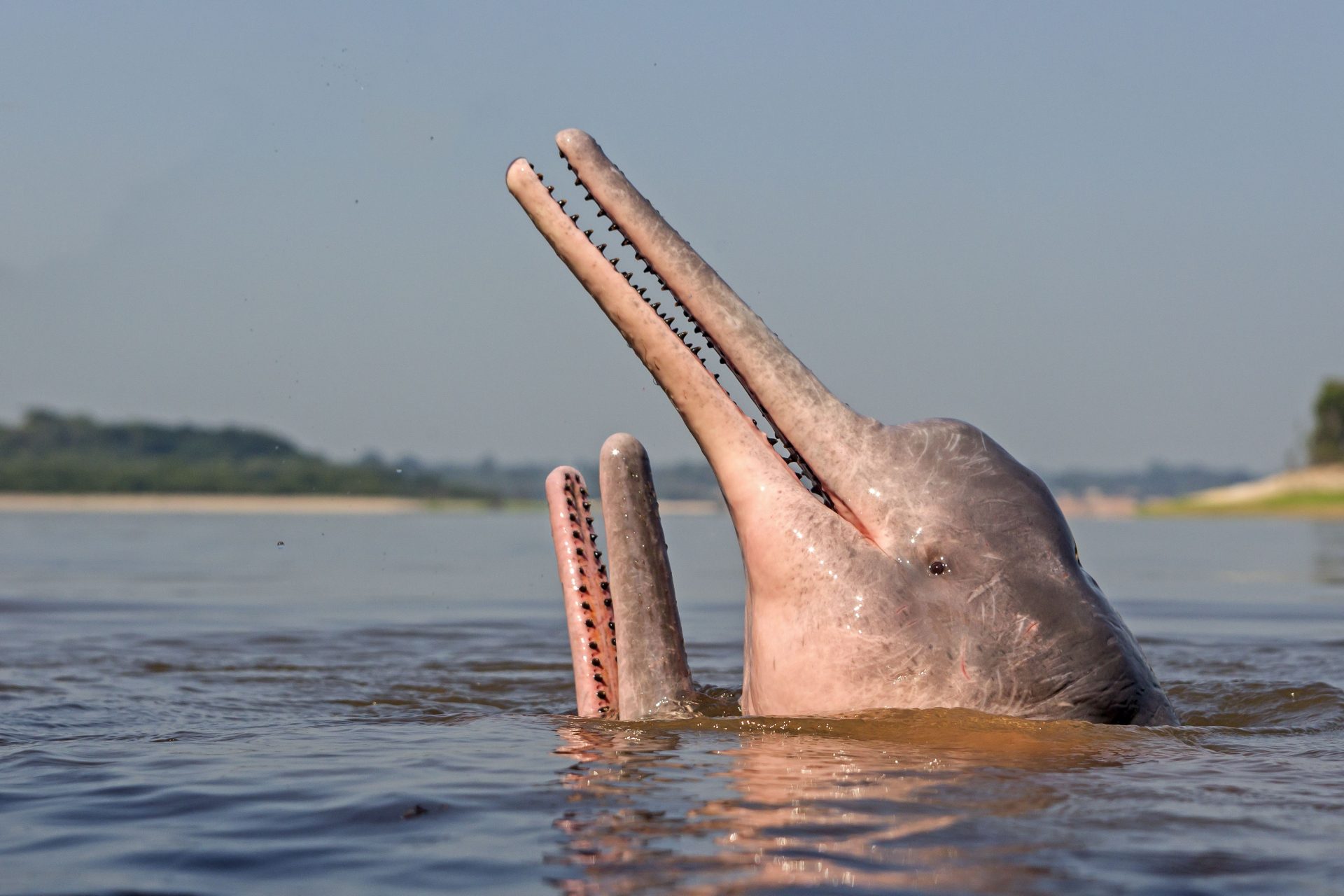 The race against time to protect the Amazon River pink dolphins