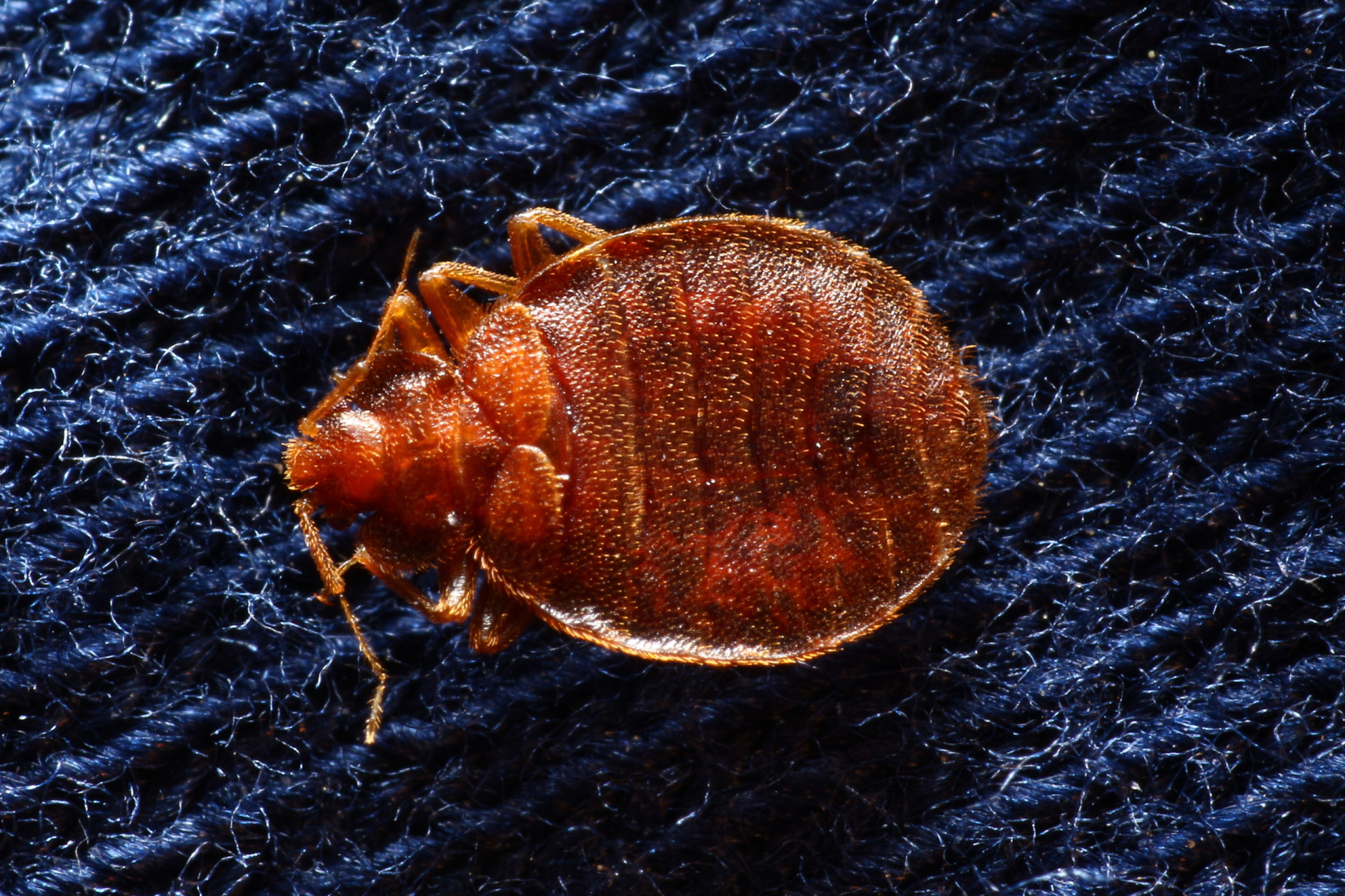 What You Didn't Know About Bedbugs