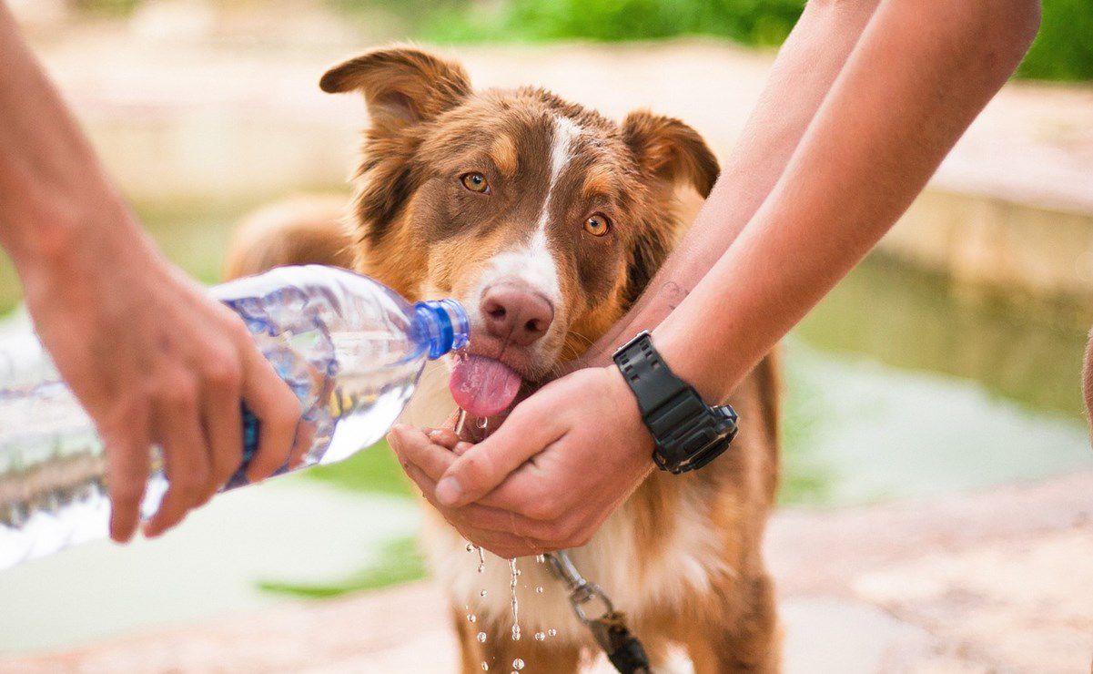 estas son recomendaciones para proteger a mascotas del golpe de calor