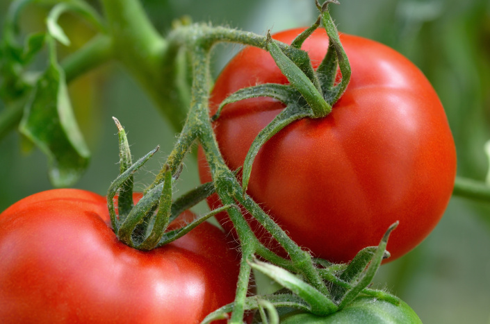 překvapivé věcí o rajčatech, které jste zřejmě nevěděli: má silné antibiotické účinky nebo se podílí na snižování cholesterolu