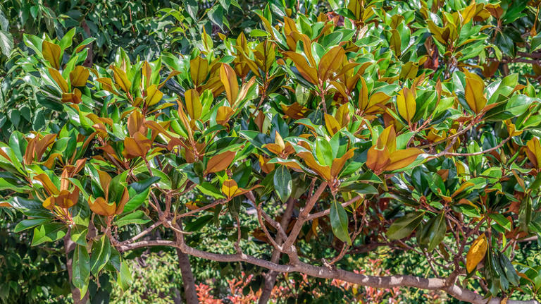 What To Do If You Find Brown Leaves On Your Magnolia Tree