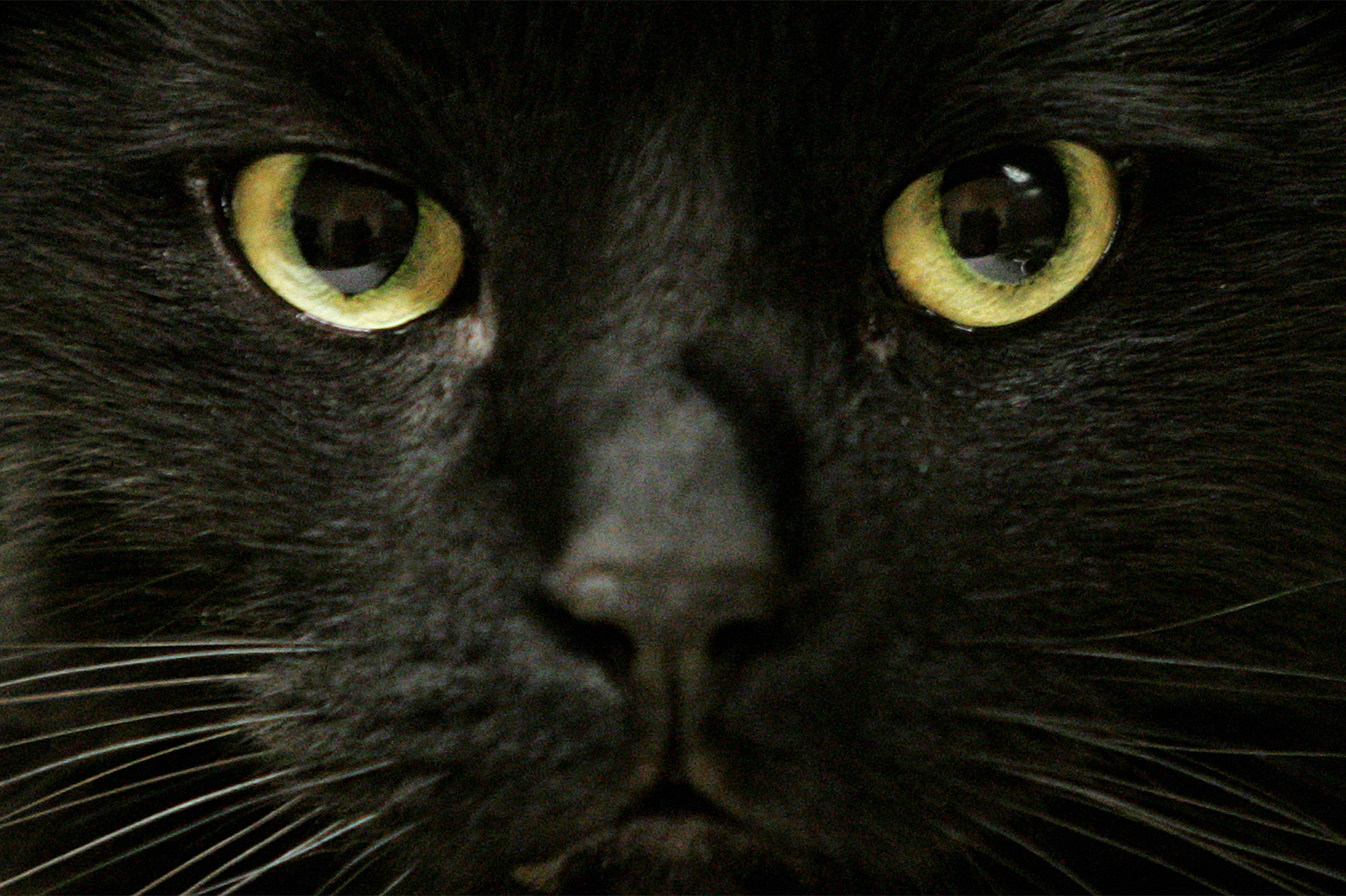 Ищу черную кошку. Чёрный кот. Черный кот с расширенными зрачками. Черный кот сос ветящимеся глазами. Клички для черных котов.