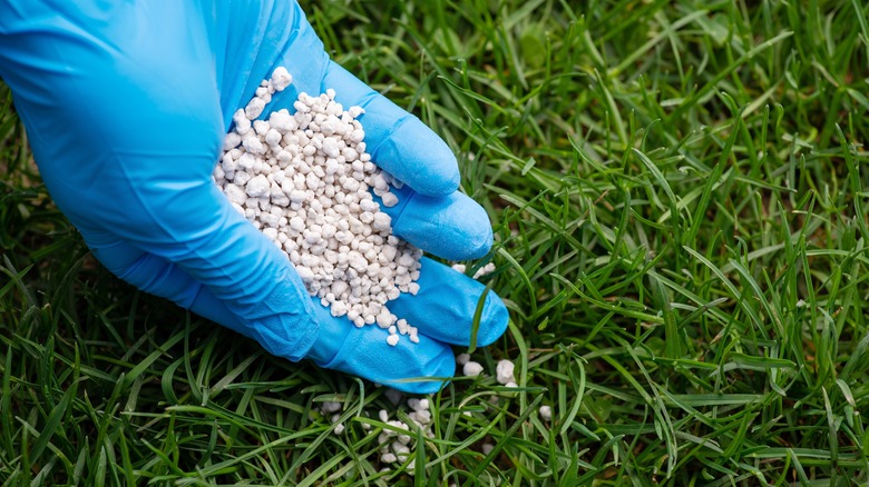 Why Potassium Is So Important In Lawn Fertilizer And How It Works   AA1hW8TQ.img