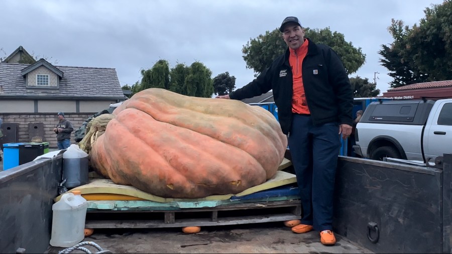 World Record Pumpkin Takes Home 30k At Half Moon Bay Annual Pumpkin Weigh Off 