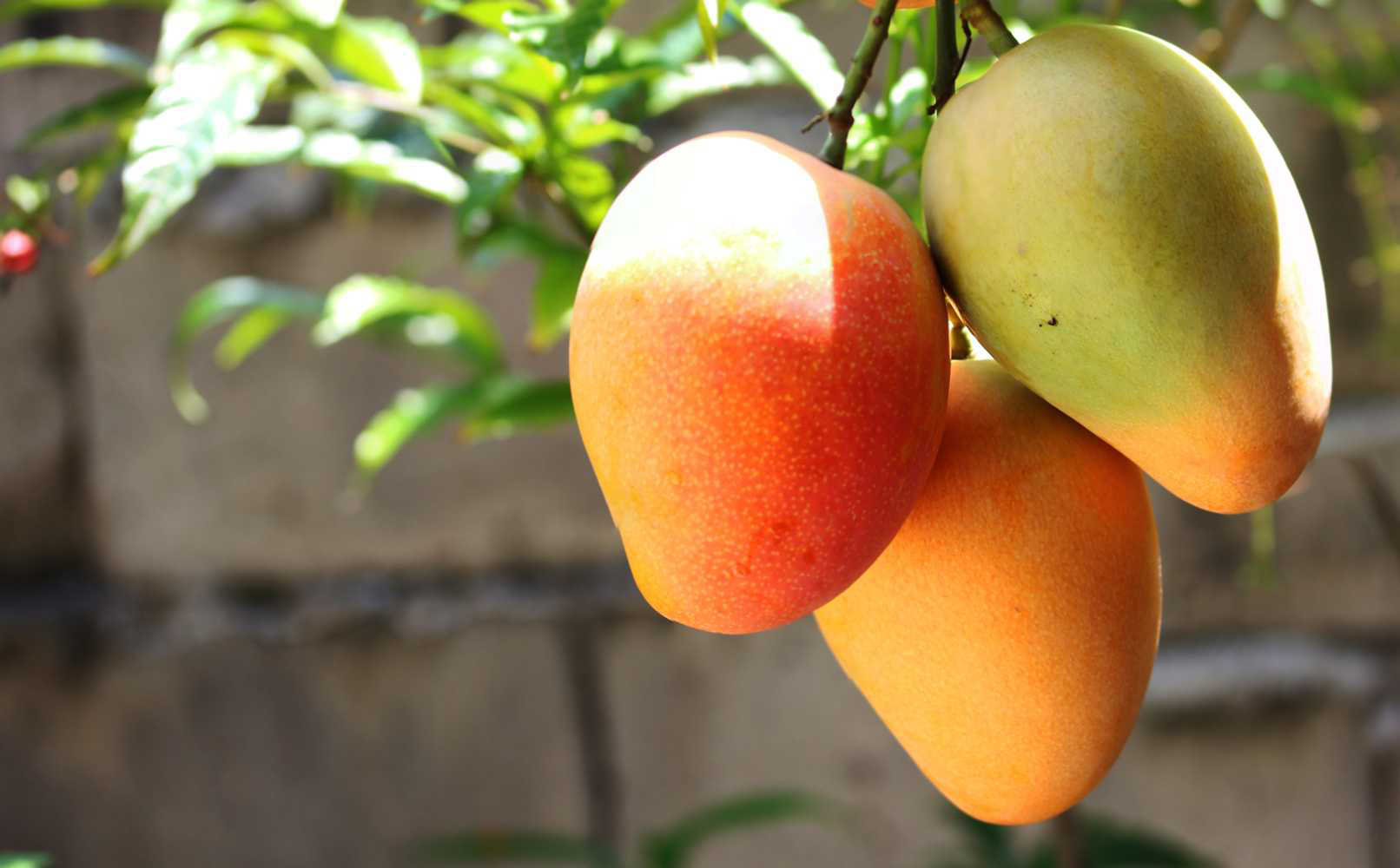 Mango Nutrition: Expert-Approved Tips for Optimal Health
