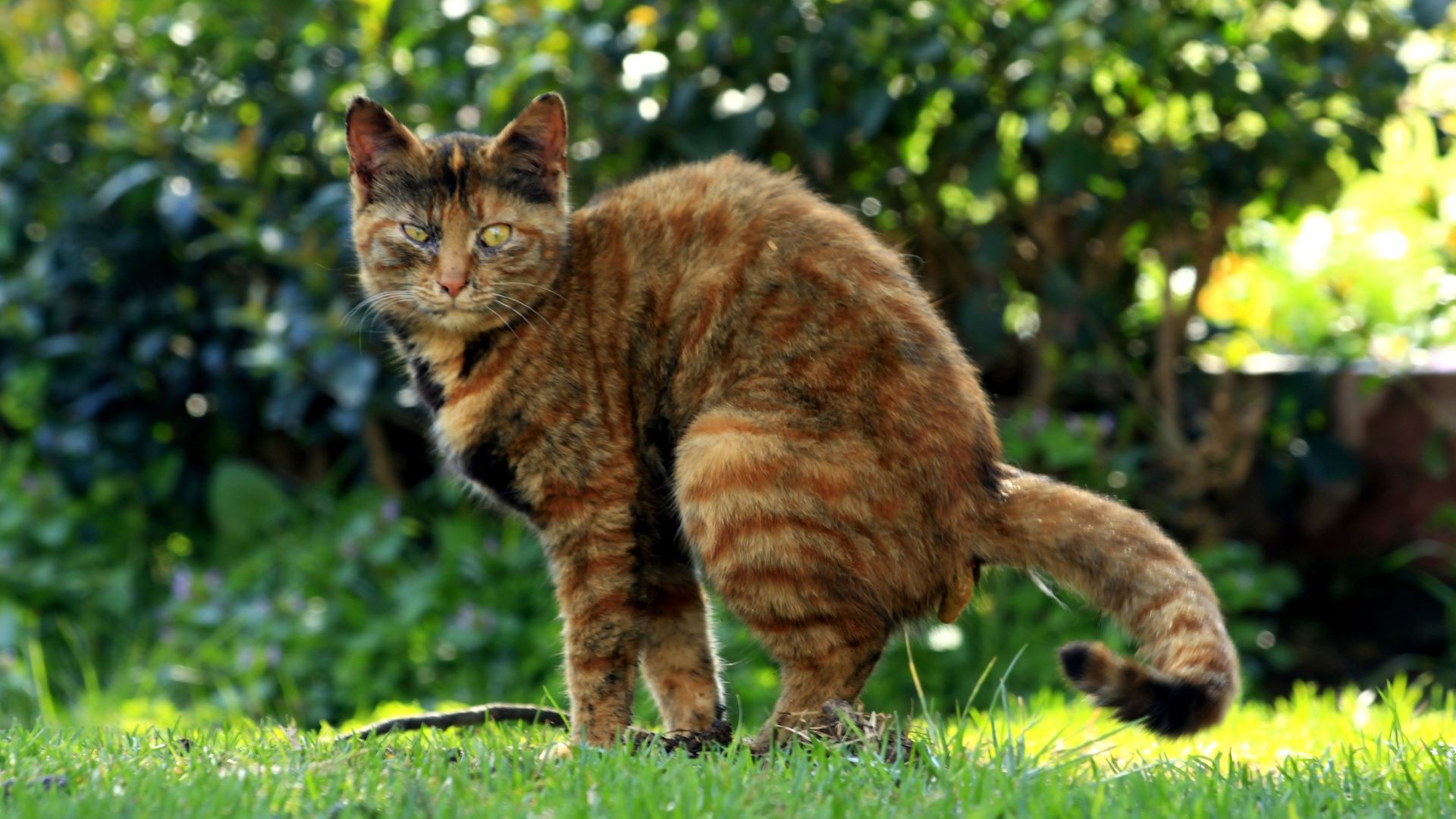 Кот какает. Кошка Сток. Poop Cat. Кошачьи стоки. Коричневая полосатая кошка бежит.