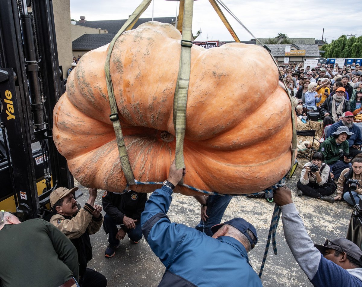 A Record Breaking 2749 Pound Pumpkin Wins Safeway World Championship Pumpkin Weigh Off