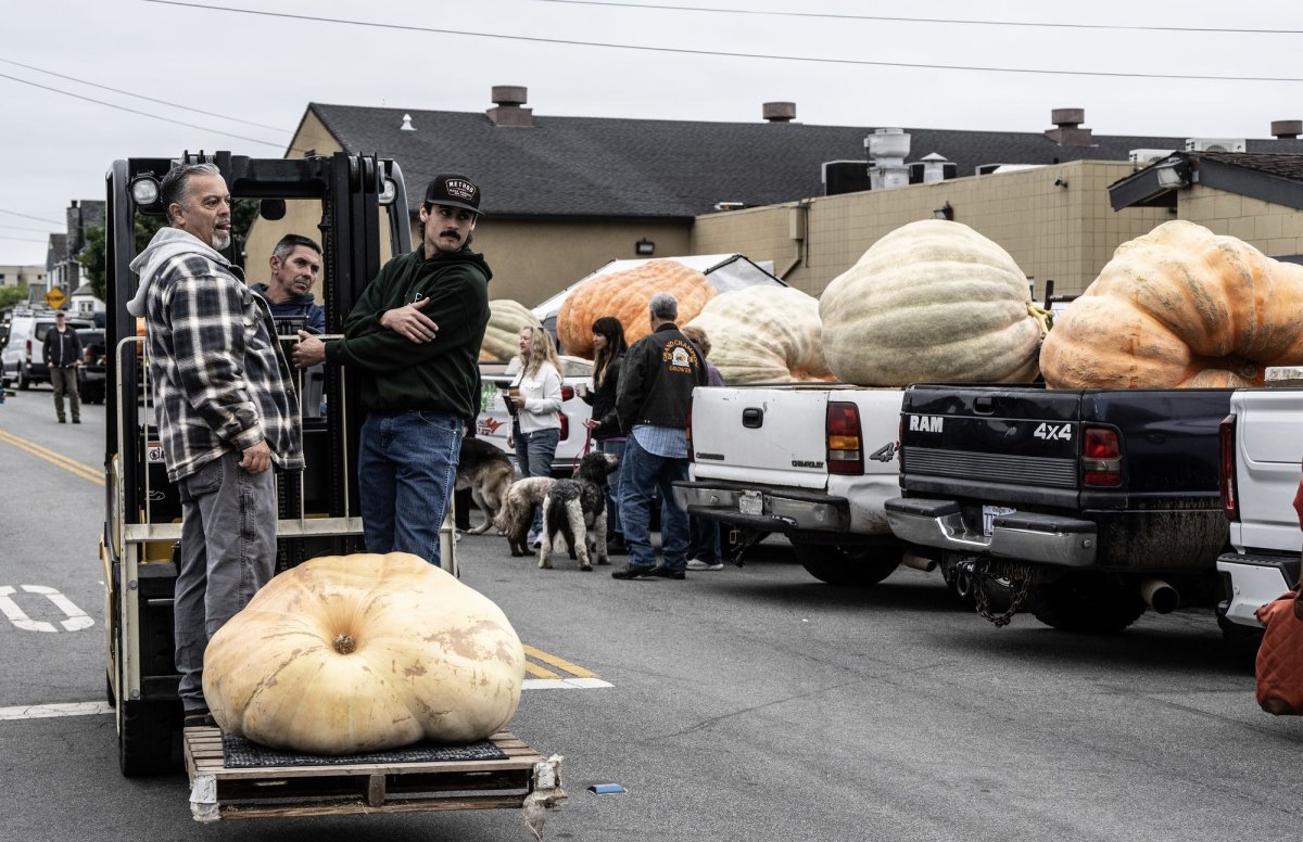 A Record Breaking 2749 Pound Pumpkin Wins Safeway World Championship Pumpkin Weigh Off