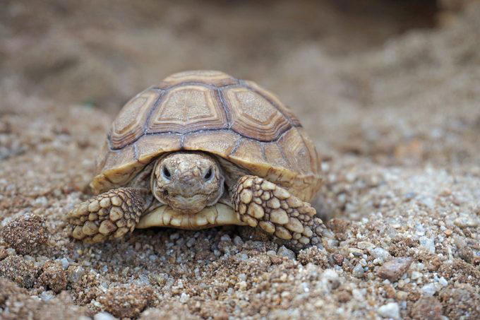 75 mind-blowing facts you’ll think are made up (but aren’t)