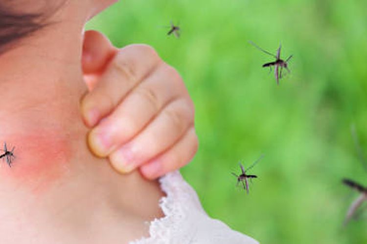 5 cara menghilangkan nyamuk di rumah secara permanen di musim hujan