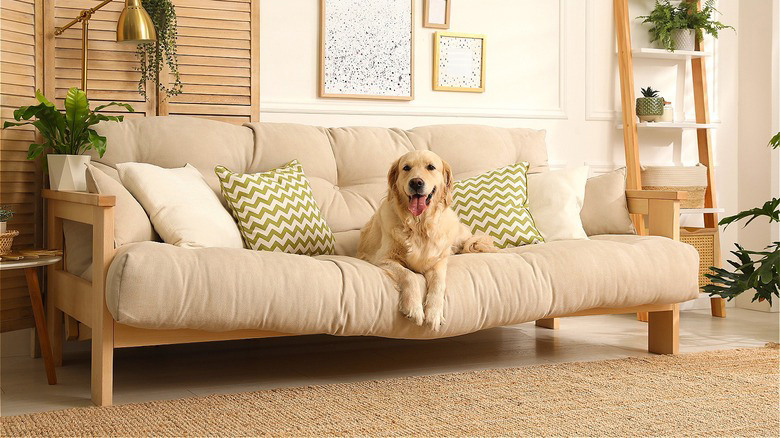 The 6 Best Pet-Friendly Couches Dog Owners Swear By