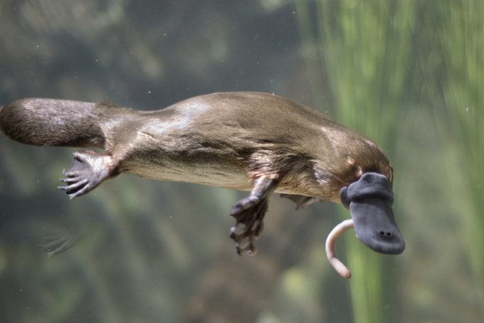 Tasmania , platypus eating worm